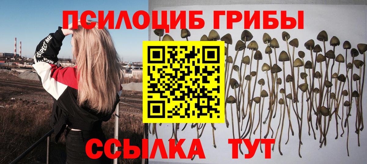 Галлюциногенные грибы Psilocybe Павлово
