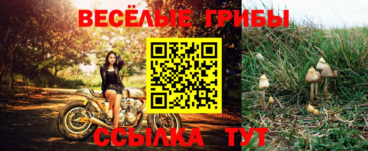 Павлово  Галлюциногенные грибы Psilocybe  Вход с VPN 